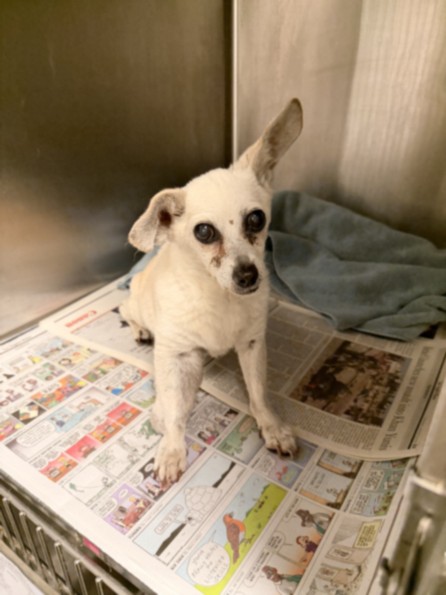 Snizzy, a Chihuahua, available for adoption