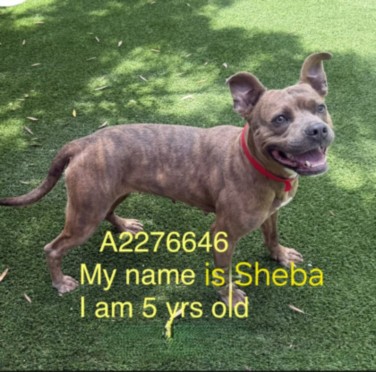 Sheba, a Pit Bull Terrier, available for adoption