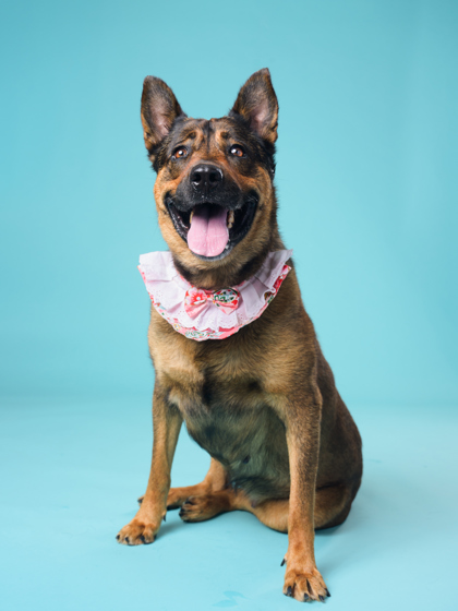 Sister, a German Shepherd, available for adoption
