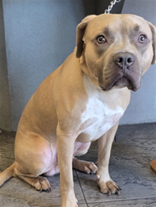 Brownie, a Pit Bull Terrier, available for adoption