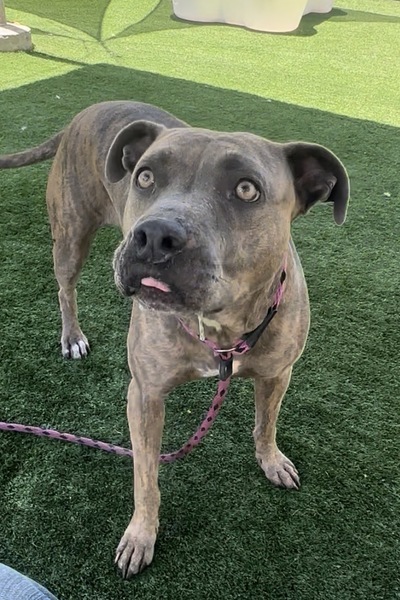 Mbel, a Pit Bull Terrier, available for adoption