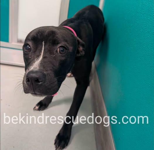 A478169, a Pit Bull Terrier, available for adoption