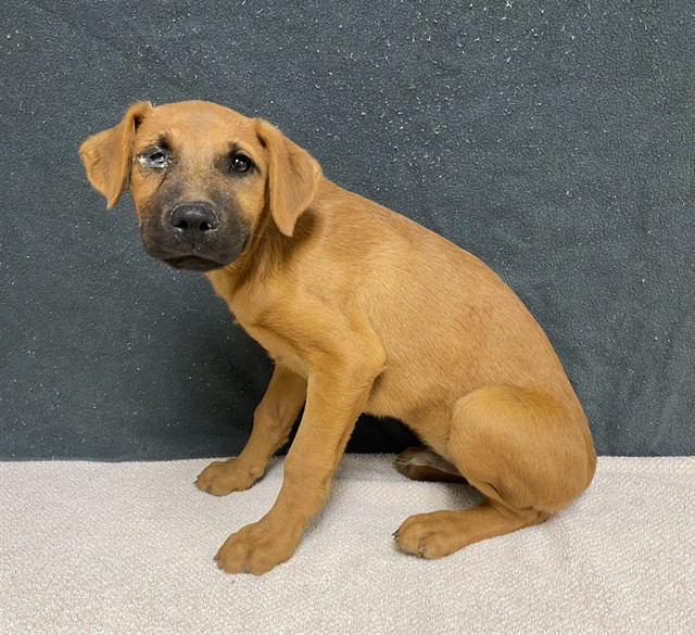 Cerberus, a Doberman Pinscher, available for adoption