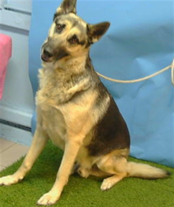 Diego, a German Shepherd, available for adoption