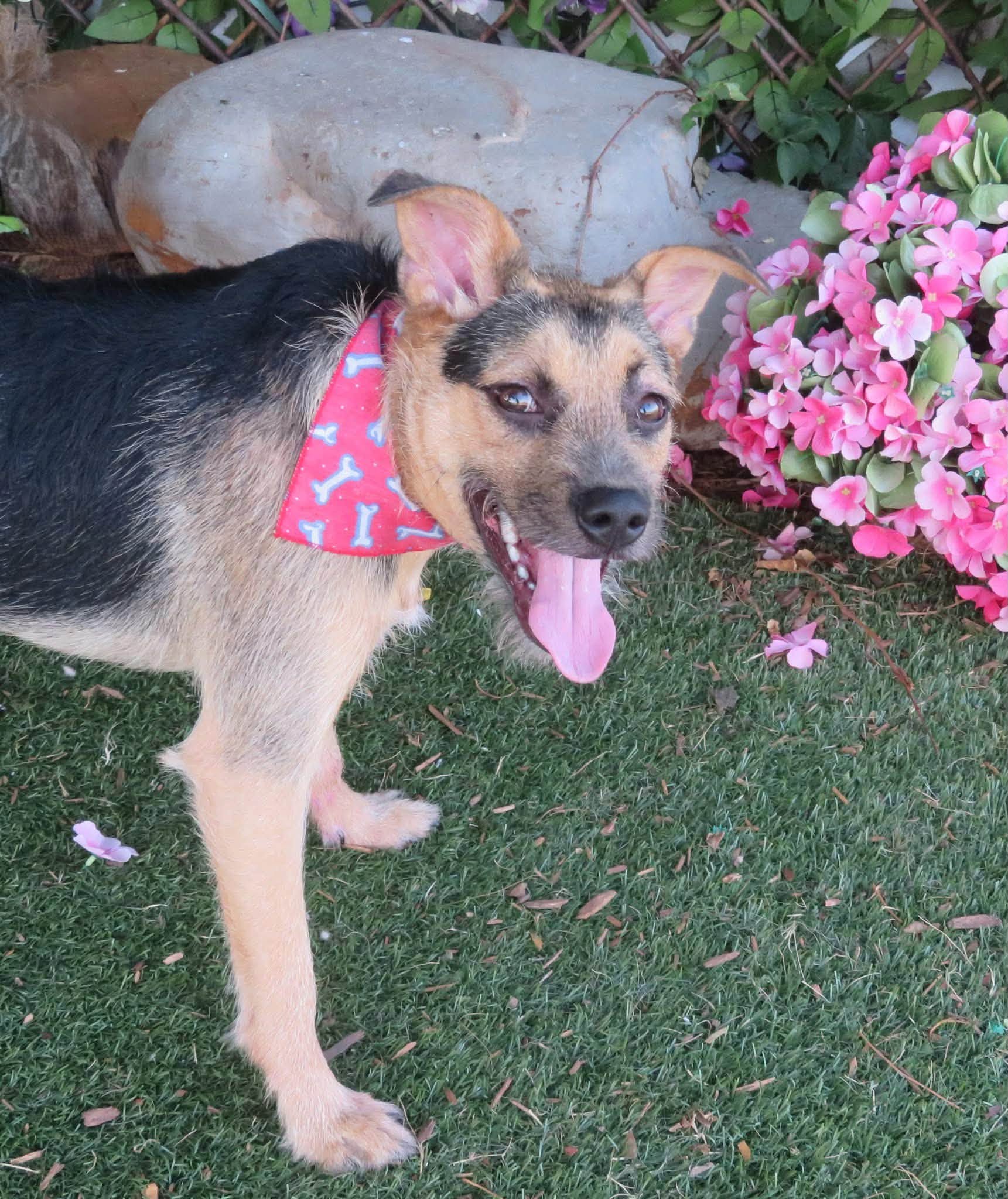 Tristan, a Terrier, available for adoption