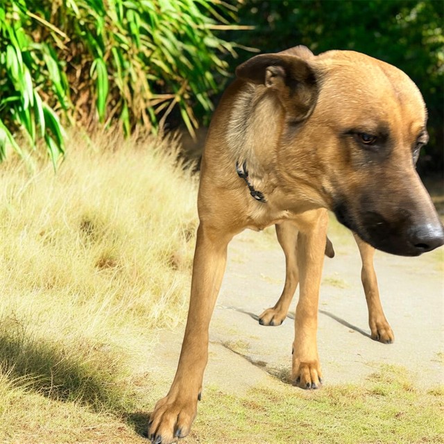 D.D., a German Shepherd, available for adoption
