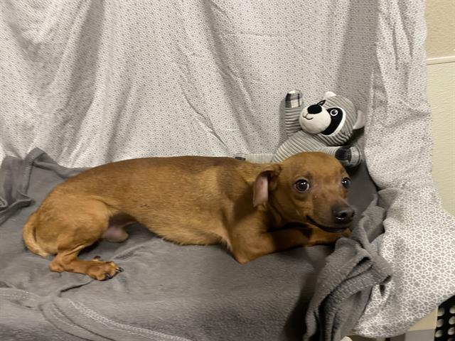 Stretch, a Chihuahua, available for adoption