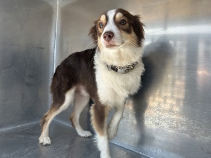 Jimothy, a Australian Shepherd, available for adoption