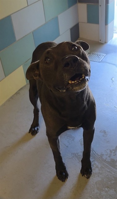 Blackie, a Mountain Cur (mix breed), available for adoption