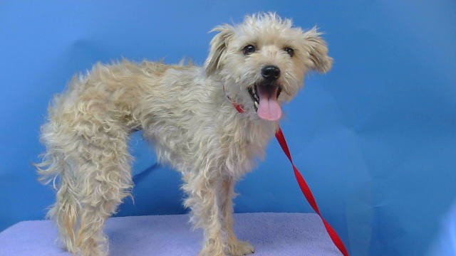 A5793056, a Terrier, available for adoption