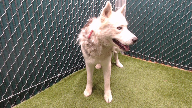 Bunny, a Siberian Husky, available for adoption