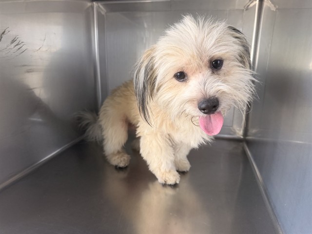 Hyde, a Terrier, available for adoption
