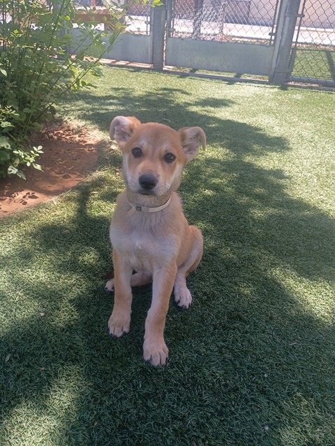 Casper, a German Shepherd, available for adoption