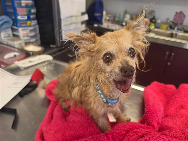 French Fry, a Chihuahua, available for adoption