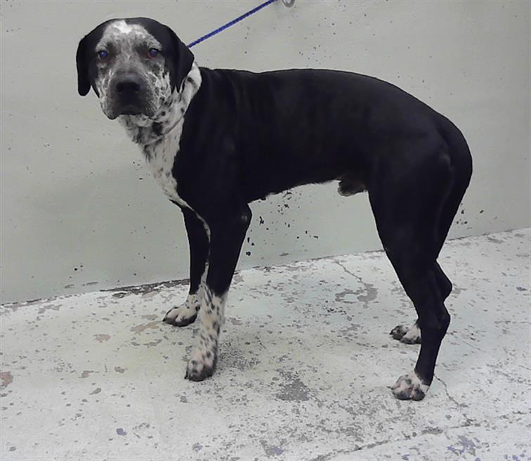 Baloo, a German Shorthaired Pointer (mix breed), available for adoption