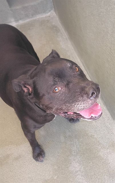 Chaos, a Pit Bull Terrier, available for adoption
