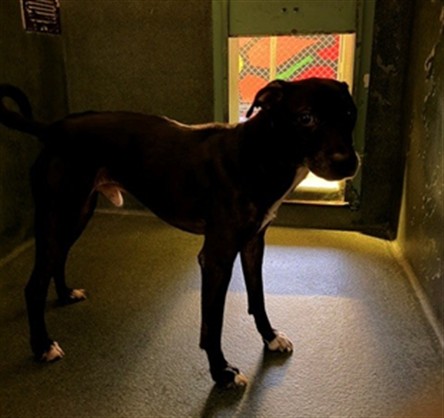 A5793626, a Bullmastiff, available for adoption
