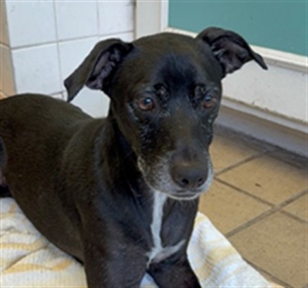 Junior, a Bullmastiff, available for adoption