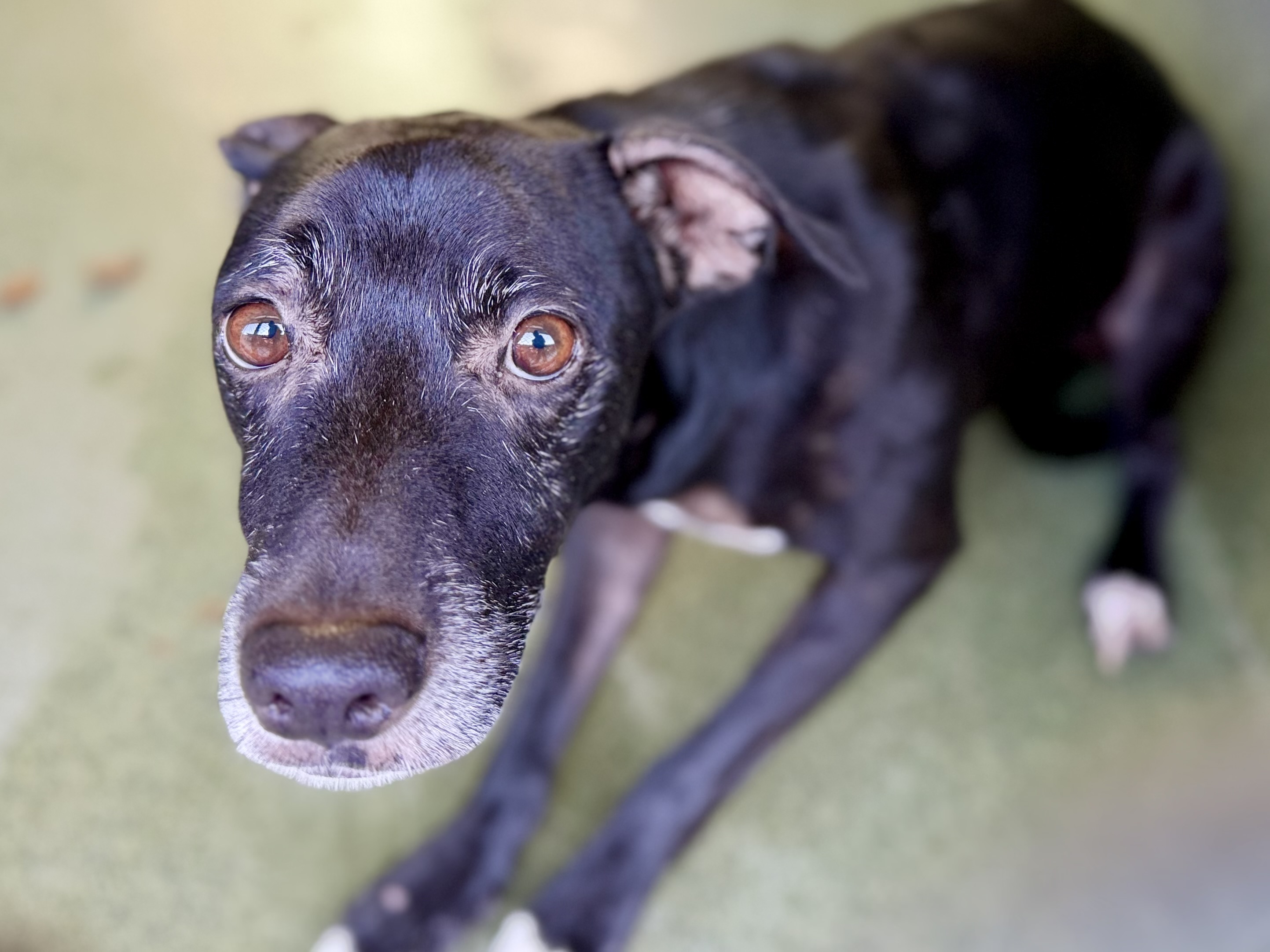 Adoptable pet photo
