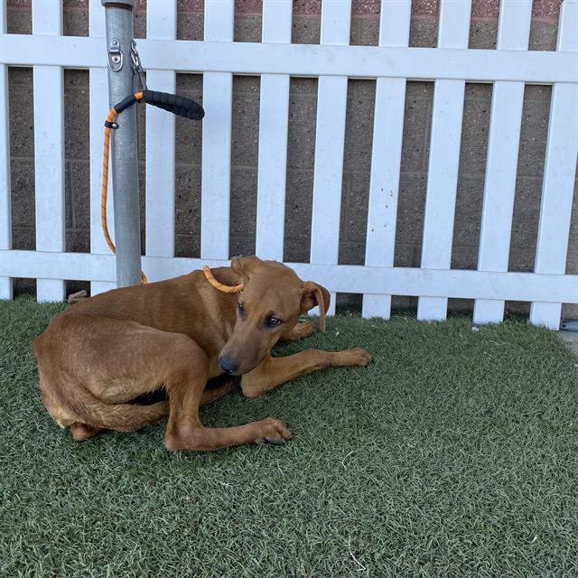 Sunshine, a Doberman Pinscher, available for adoption