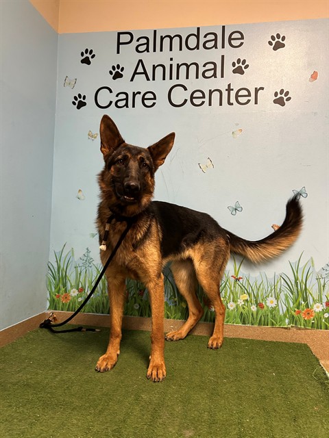 Adoptable pet photo
