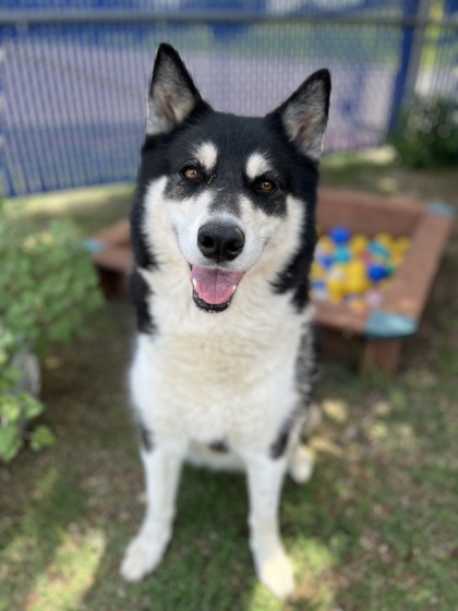 Adoptable pet photo
