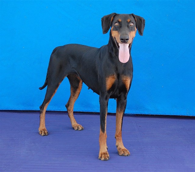 Moana, a Doberman Pinscher, available for adoption