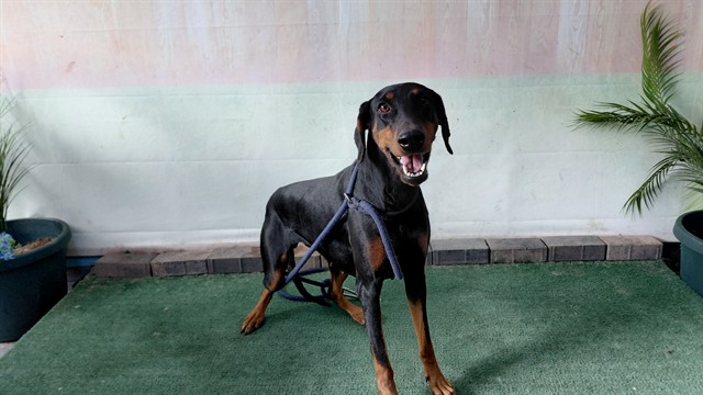 Adoptable pet photo