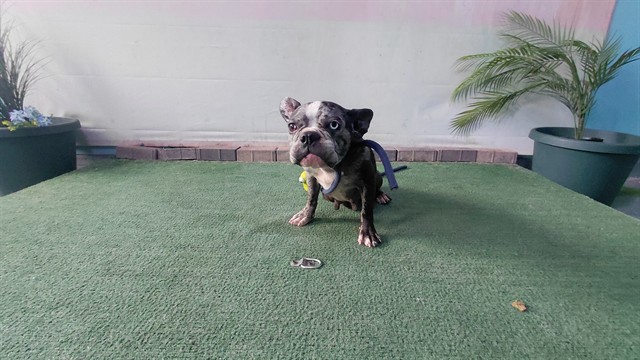 Adoptable pet photo