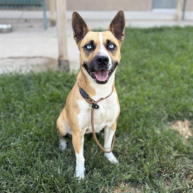 Adoptable pet photo