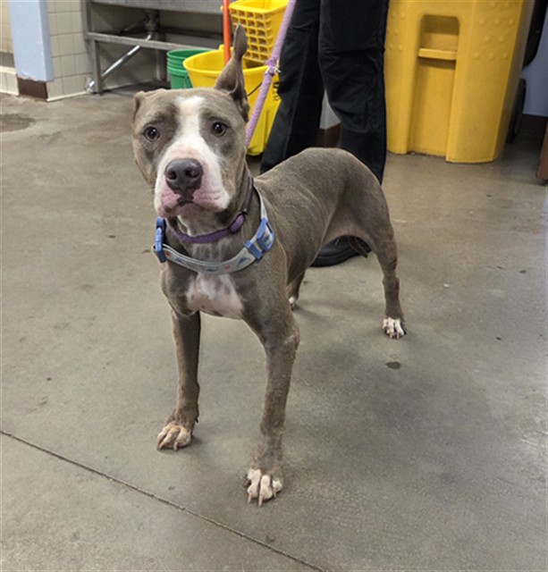 Adoptable pet photo
