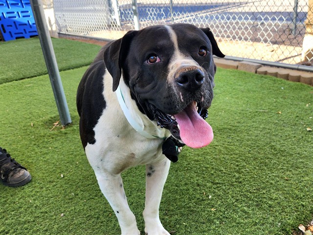Adoptable pet photo