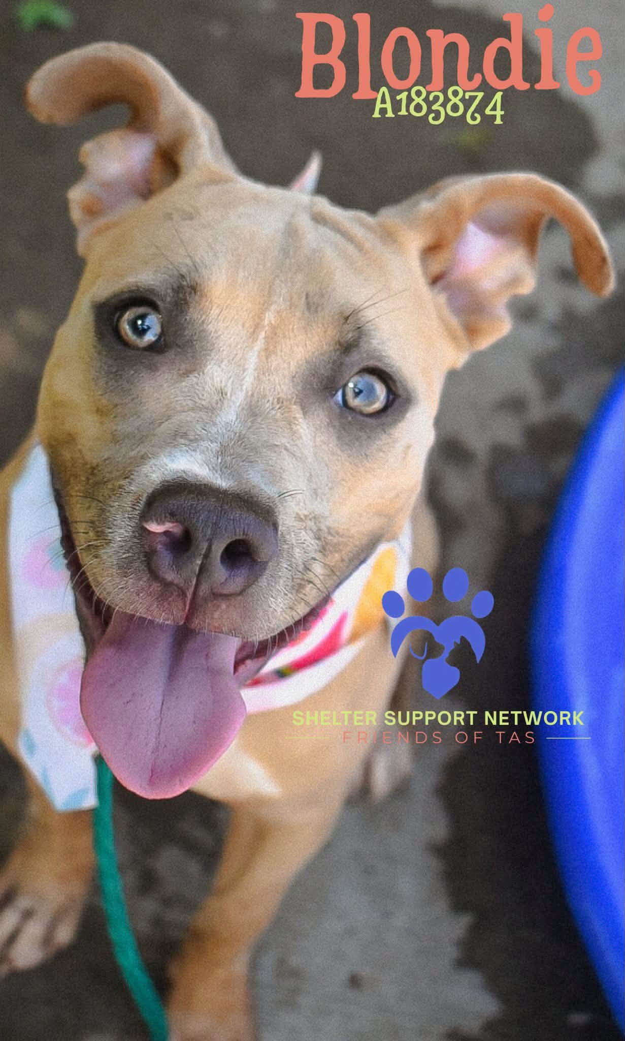 Adoptable pet photo