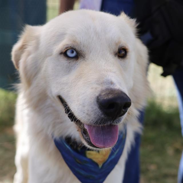 Great Pyrenees (mix breed) available for adoption