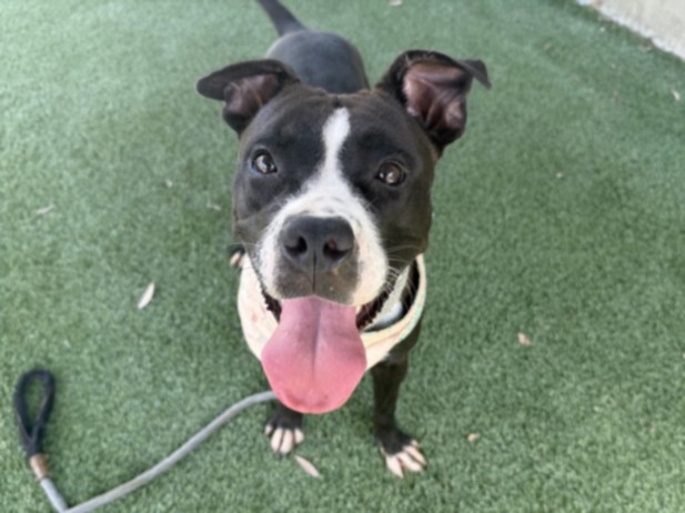 Pit Bull Terrier available for adoption