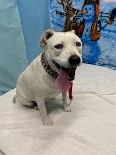 Baby, a Pit Bull Terrier, available for adoption