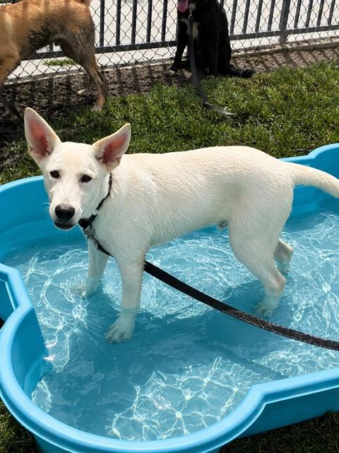 Pepperoni, a Siberian Husky, available for adoption