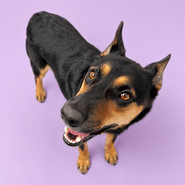 Cassidy, a Australian Kelpie (mix breed), available for adoption