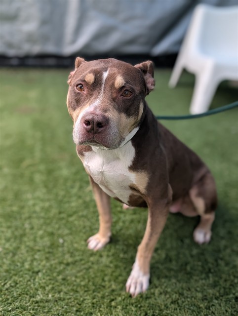 Imani, a Pit Bull Terrier, available for adoption