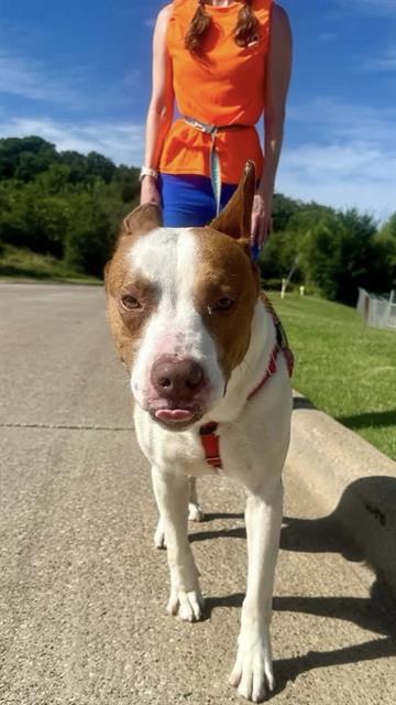 Prince, a American Staffordshire Terrier (mix breed), available for adoption