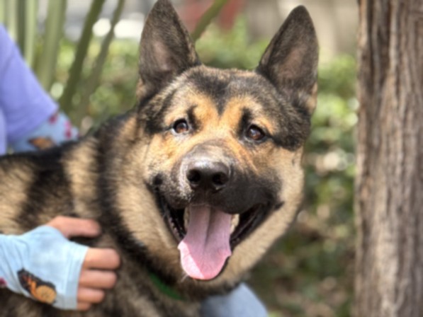 Pablo, a German Shepherd, available for adoption