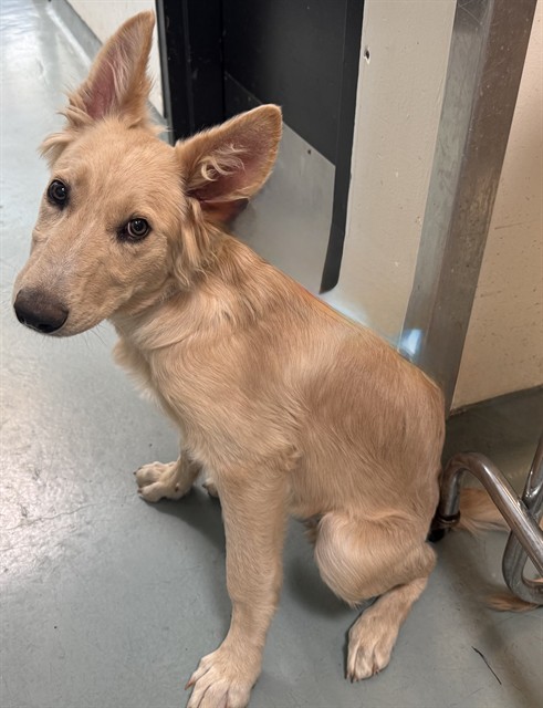 Tangerine, a German Shepherd, available for adoption