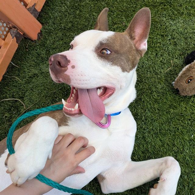 Butterbean, a American Staffordshire Terrier, available for adoption