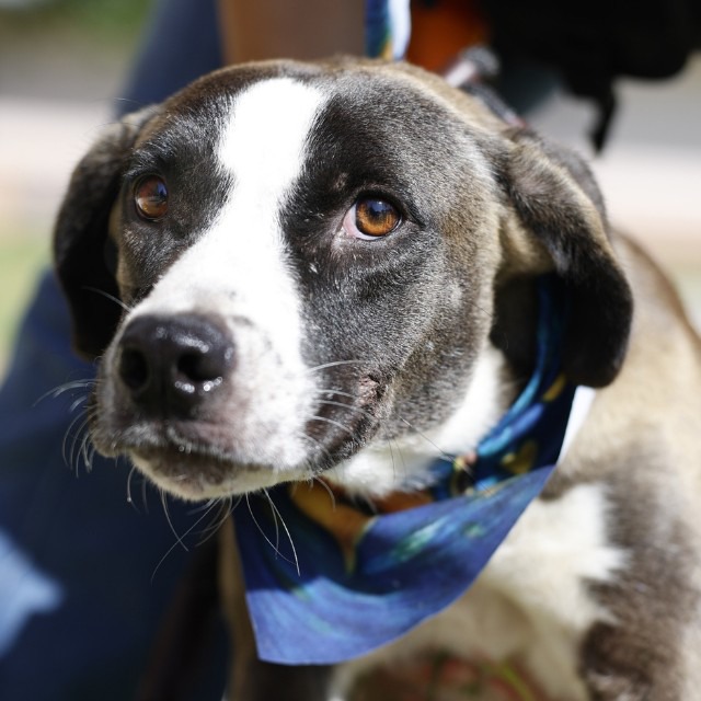 Callen, a Shepherd (mix breed), available for adoption