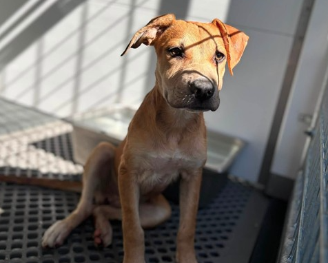 Carolina, a Carolina Dog (mix breed), available for adoption