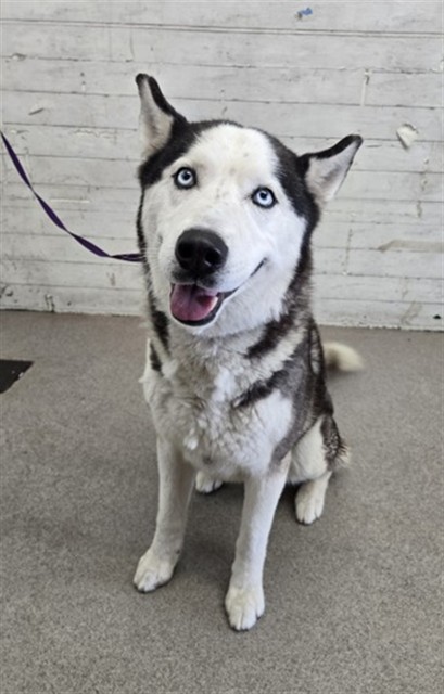 Romano, a Siberian Husky, available for adoption