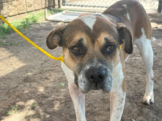 Dragon, a Pit Bull Terrier (mix breed), available for adoption