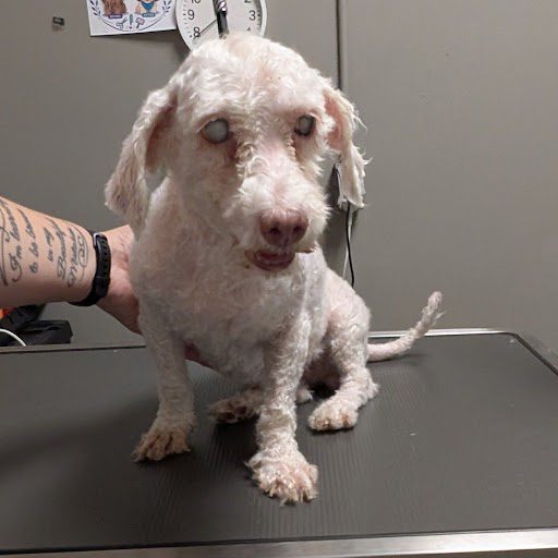 Lulu, a Poodle (mix breed), available for adoption