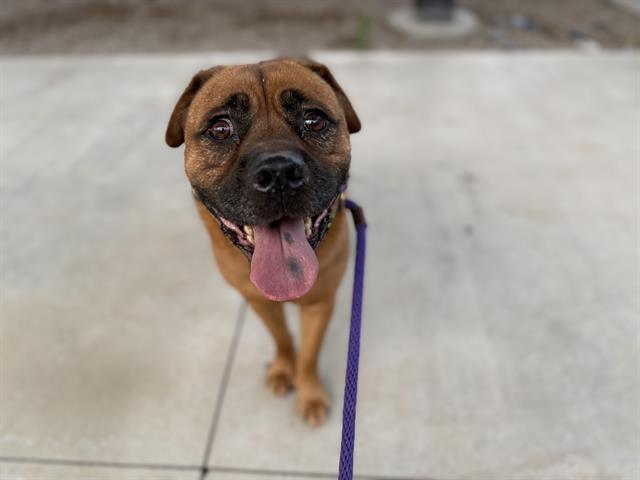 Lucky, a Pit Bull Terrier (mix breed), available for adoption