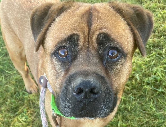 Lucky, a Pit Bull Terrier (mix breed), available for adoption